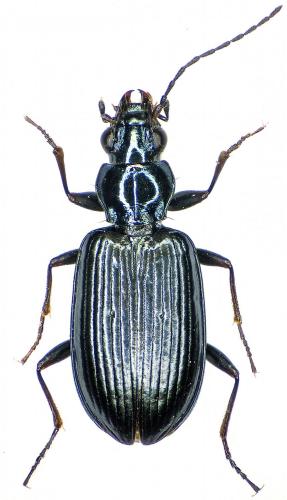 Réf. 201 512 : Bembidion coeruleum